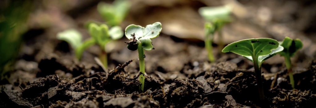 Image of plants sprouting from dirt.